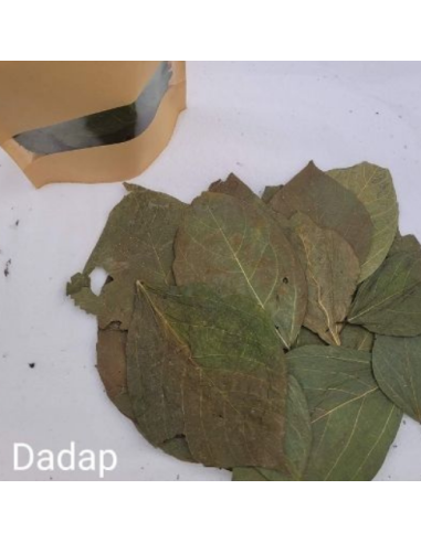 Feuilles de Dadap +/-10gr sous kraft