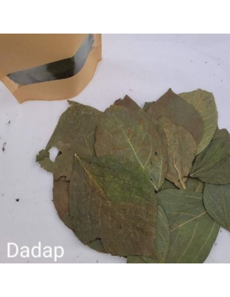 Feuilles de Dadap +/-10gr sous kraft