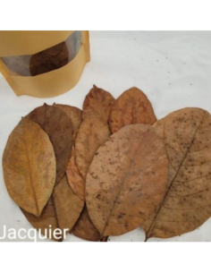 Feuilles de Jacquier +/-10gr sous kraft