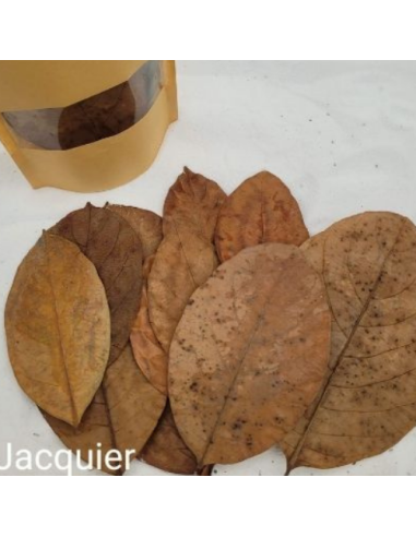 Feuilles de Jacquier +/-10gr sous kraft