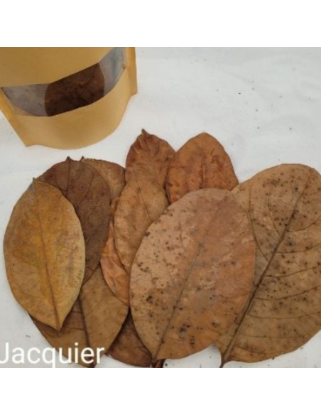 Feuilles de Jacquier +/-10gr sous kraft