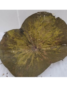 Feuilles de Lotus +/-10gr