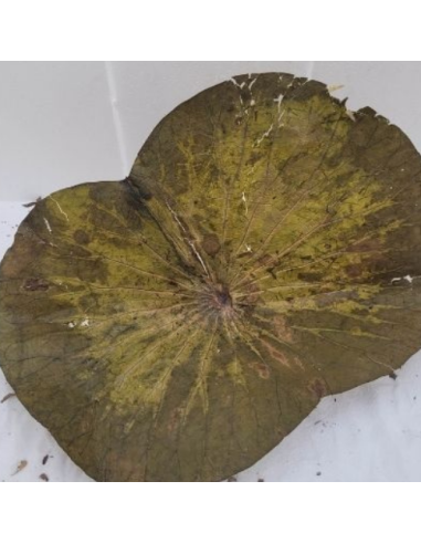Feuilles de Lotus +/-10gr