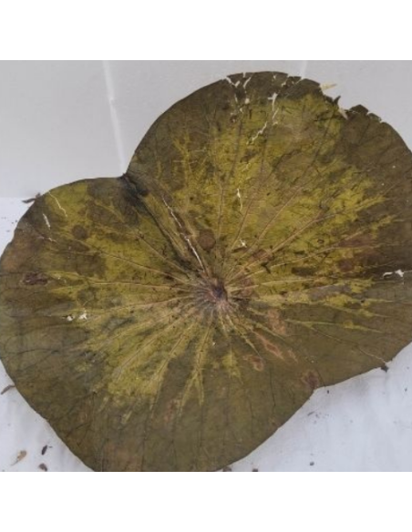 Feuilles de Lotus +/-10gr