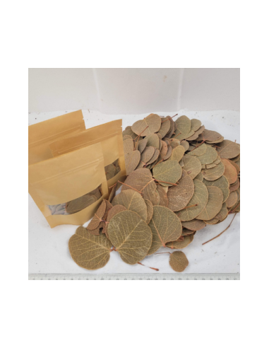 Feuilles de Moneta +/-10gr