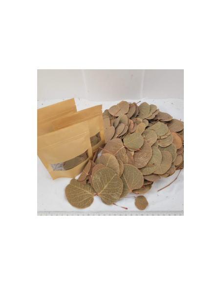 Feuilles de Moneta +/-10gr