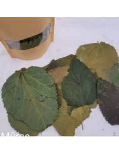 Feuilles de Mûres +/-10gr sous kraft