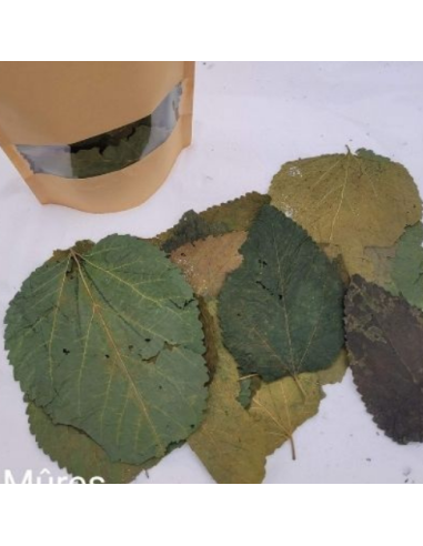 Feuilles de Mûres +/-10gr sous kraft