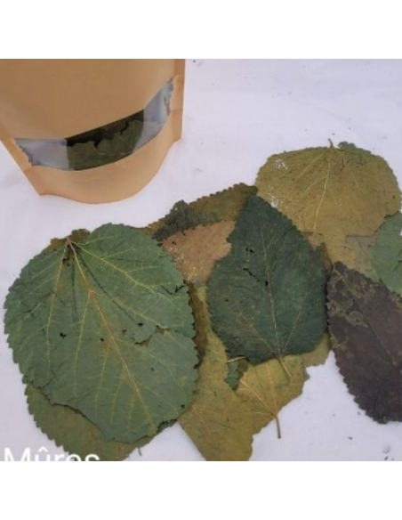 Feuilles de Mûres +/-10gr sous kraft