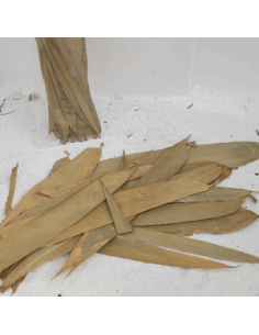 Feuilles de bambou +/-10gr (Fargesia nitida)