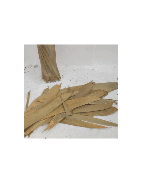 Feuilles de bambou +/-10gr (Fargesia nitida)