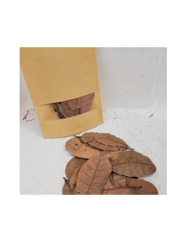 Feuilles de cajou +/-10gr sous kraft (Anacardium occidentale)