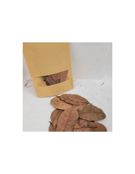 Feuilles de cajou +/-10gr sous kraft (Anacardium occidentale)