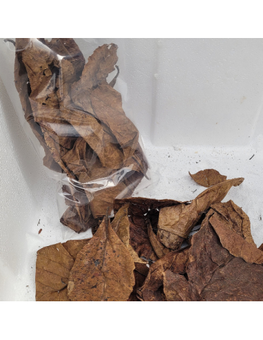 Feuilles de catappa vrac +/-20gr