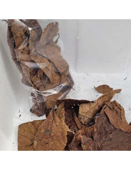 Feuilles de catappa vrac +/-20gr