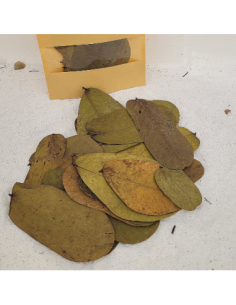 Feuilles de dartrier +/-10gr sous kraft (Senna alata)