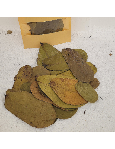 Feuilles de dartrier +/-10gr sous kraft (Senna alata)