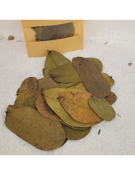 Feuilles de dartrier +/-10gr sous kraft (Senna alata)