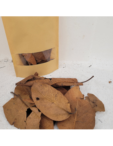 Feuilles de figuier d'Inde (Ficus benghalensis +/-10gr sous kraft