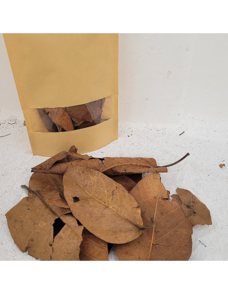 Feuilles de figuier d'Inde (Ficus benghalensis +/-10gr sous kraft