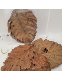 Feuilles de l'arbre à pain (Artocarpus nobilis) +/-10gr