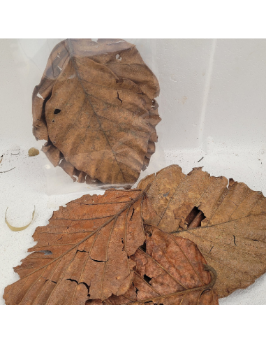 Feuilles de l'arbre à pain (Artocarpus nobilis) +/-10gr