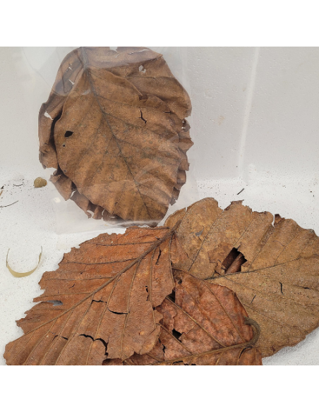 Feuilles de l'arbre à pain (Artocarpus nobilis) +/-10gr