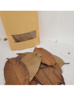 Feuilles de mangoustanier +/-10gr sous kraft (Garcinia mangostana)