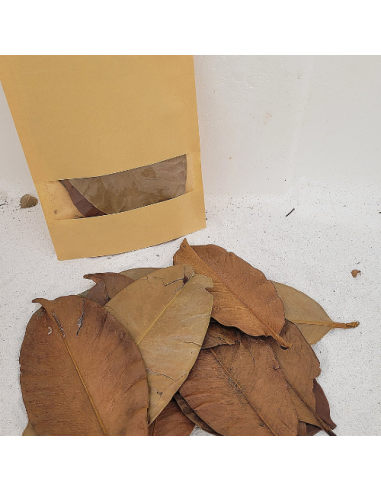 Feuilles de mangoustanier +/-10gr sous kraft (Garcinia mangostana)