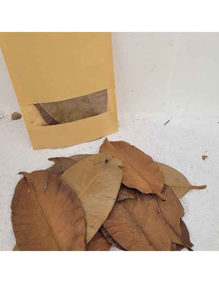 Feuilles de mangoustanier +/-10gr sous kraft (Garcinia mangostana)