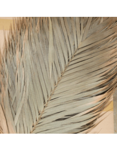 Feuilles de palmier Areca 60cm (1 feuille)