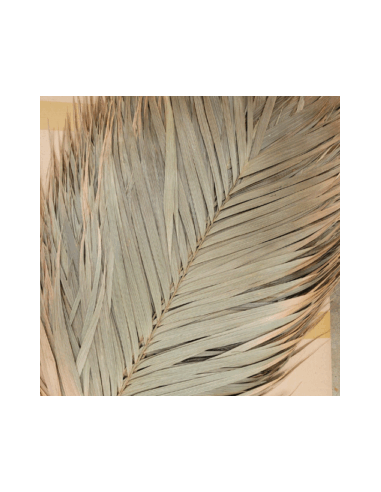 Feuilles de palmier Areca 60cm (1 feuille)