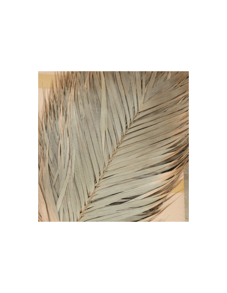 Feuilles de palmier Areca 60cm (1 feuille)