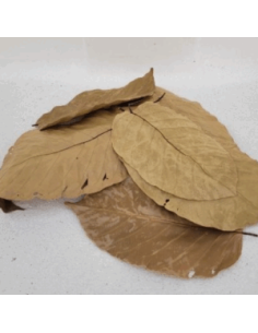 Feuilles de sal (Shorea robusta) +/- 10gr sous kraf
