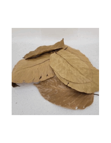 Feuilles de sal (Shorea robusta) +/- 10gr sous kraf