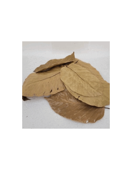 Feuilles de sal (Shorea robusta) +/- 10gr sous kraf
