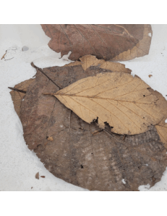 Feuilles de teck +/-10gr sous kraf (Tectona grandis)