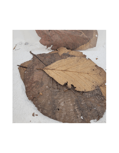 Feuilles de teck +/-10gr sous kraf (Tectona grandis)