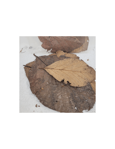 Feuilles de teck +/-10gr sous kraf (Tectona grandis)