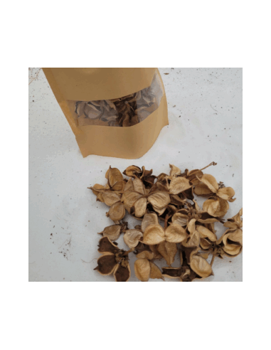 Fleurs de coton +/-25gr sous kraft