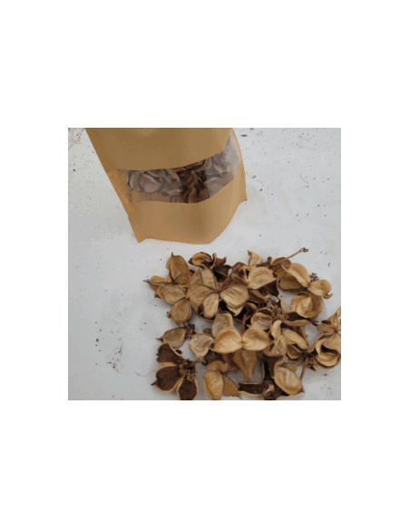 Fleurs de coton +/-25gr sous kraft