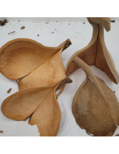 Fruit de Guatambu A. parvifolium double