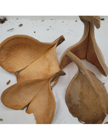 Fruit de Guatambu A. parvifolium double