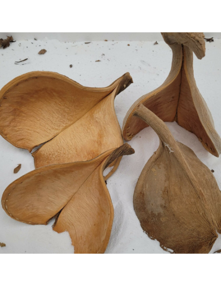 Fruit de Guatambu A. parvifolium double