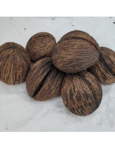 Fruit de mintolla 6-8cm (Cerbera odollam)