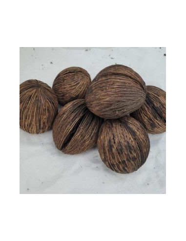 Fruit de mintolla 6-8cm (Cerbera odollam)