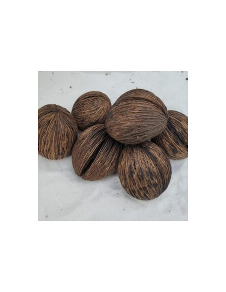 Fruit de mintolla 6-8cm (Cerbera odollam)