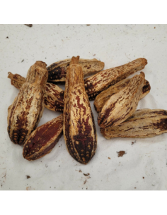 Fruit du Mahogani