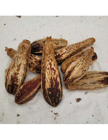 Fruit du Mahogani