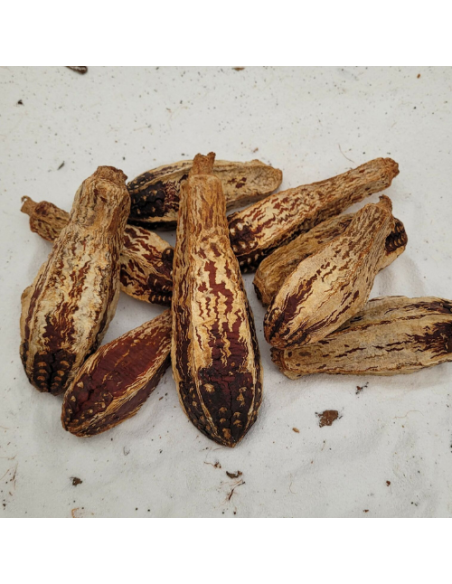 Fruit du Mahogani